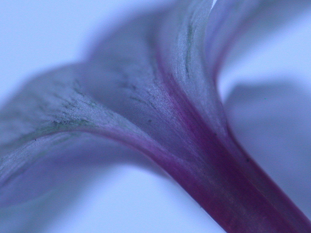 Plumbago europaea / Caprinella